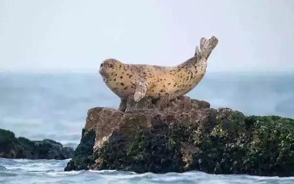 大連哪里有水族館（店）:大連哪家飯店海鮮好吃 大連哪里有水族館（店）:大連哪家飯店海鮮好吃 觀賞魚百科