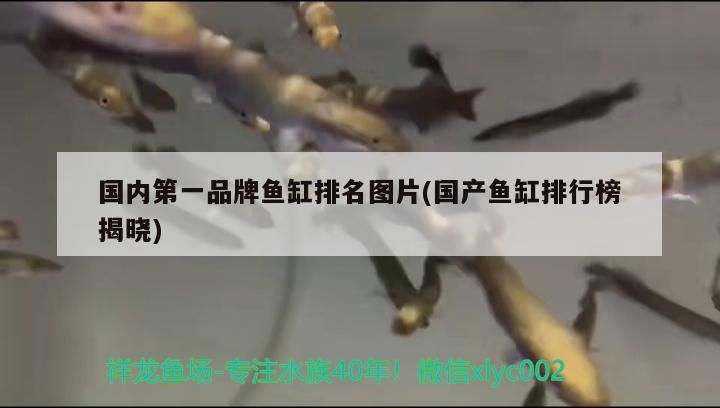 國內第一品牌魚缸排名圖片(國產魚缸排行榜揭曉) 國內第一品牌魚缸排名圖片(國產魚缸排行榜揭曉) 觀賞魚百科