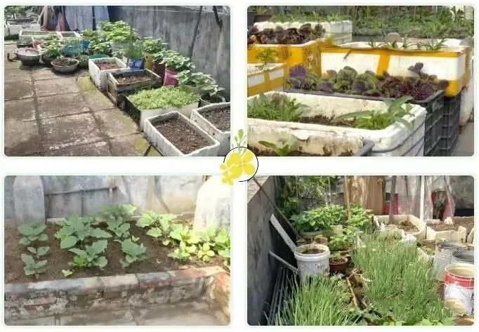 金龍魚大廈屋頂花園的維護情況