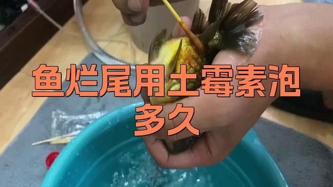 龍魚使用土霉素和慶大霉素后多久見效（龍魚使用土霉素和慶大霉素后的效果如何？） 龍魚使用土霉素和慶大霉素后多久見效（龍魚使用土霉素和慶大霉素后的效果如何？） 龍魚百科 第3張