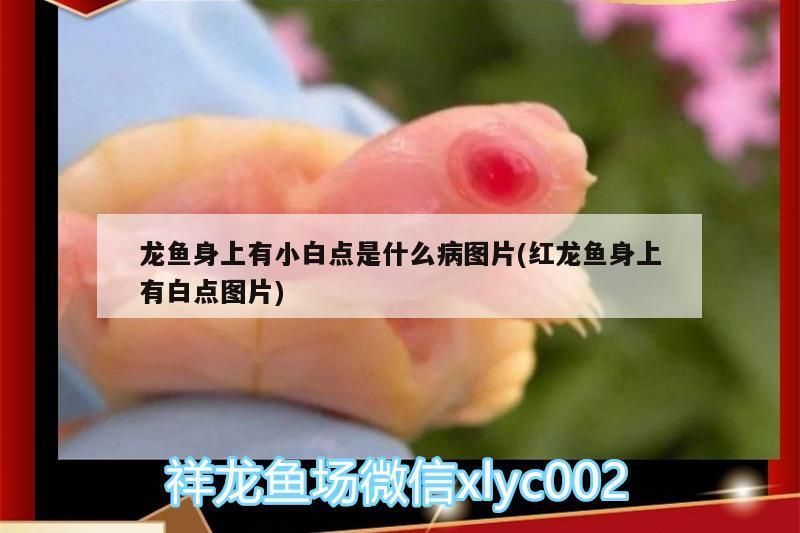 龍魚身上有小白點是什么病圖片(紅龍魚身上有白點圖片)（龍魚身上有小白點是什么病）