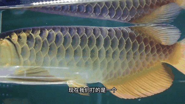 如何區分真假炮頭金龍魚