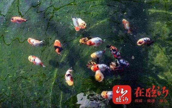 沂水苗氏金魚合作社