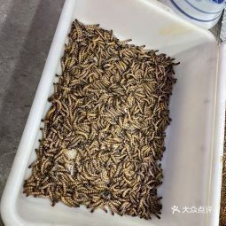 北京哪里還有賣金龍魚的？