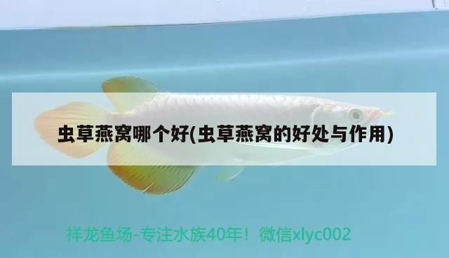 七彩雷龍魚吃什么，雷龍魚吃什么，七彩幻藍雷龍的飼養方法