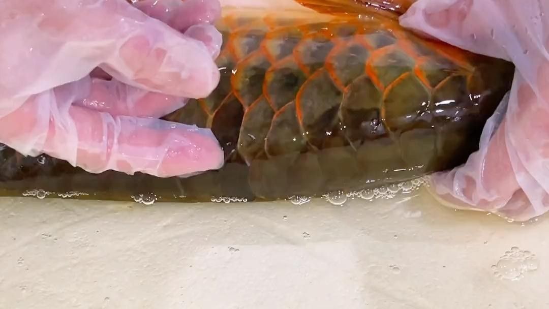 龍魚鱗片上有很多小裂紋是什么病（龍魚鱗片出現小裂紋是怎么回事？）