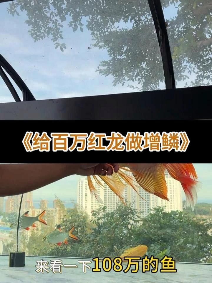 龍魚鱗片上有很多小裂紋是什么病（龍魚鱗片出現小裂紋是怎么回事？）
