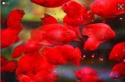 黑云魚混養(yǎng)注意事項（黑云魚混養(yǎng)需要注意以下幾點）