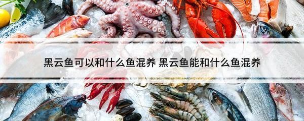 黑云魚混養(yǎng)注意事項（黑云魚混養(yǎng)需要注意以下幾點）