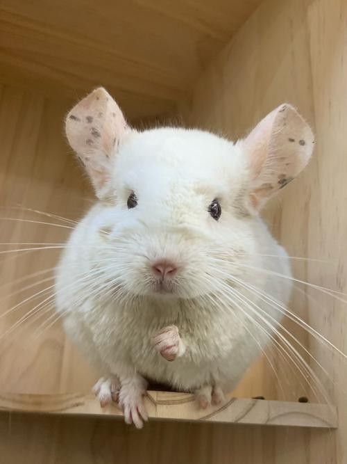 哪種龍貓品種最適合新手（適合新手飼養的幾種龍貓品種） 哪種龍貓品種最適合新手（適合新手飼養的幾種龍貓品種） 龍魚百科 第7張