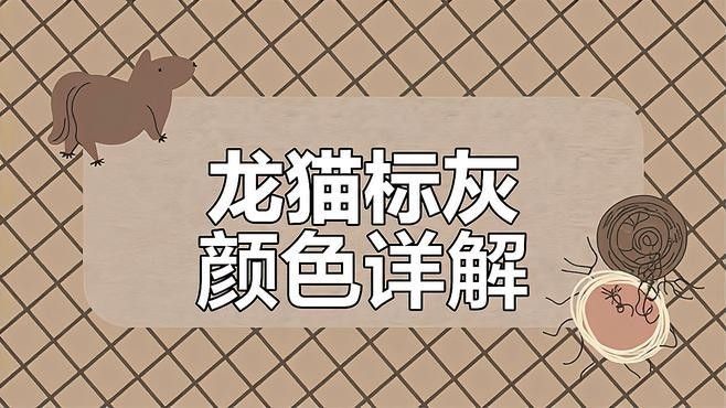哪種龍貓品種最適合新手（適合新手飼養的幾種龍貓品種） 哪種龍貓品種最適合新手（適合新手飼養的幾種龍貓品種） 龍魚百科 第2張