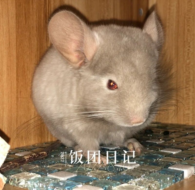 哪種龍貓品種最適合新手（適合新手飼養的幾種龍貓品種） 哪種龍貓品種最適合新手（適合新手飼養的幾種龍貓品種） 龍魚百科 第12張