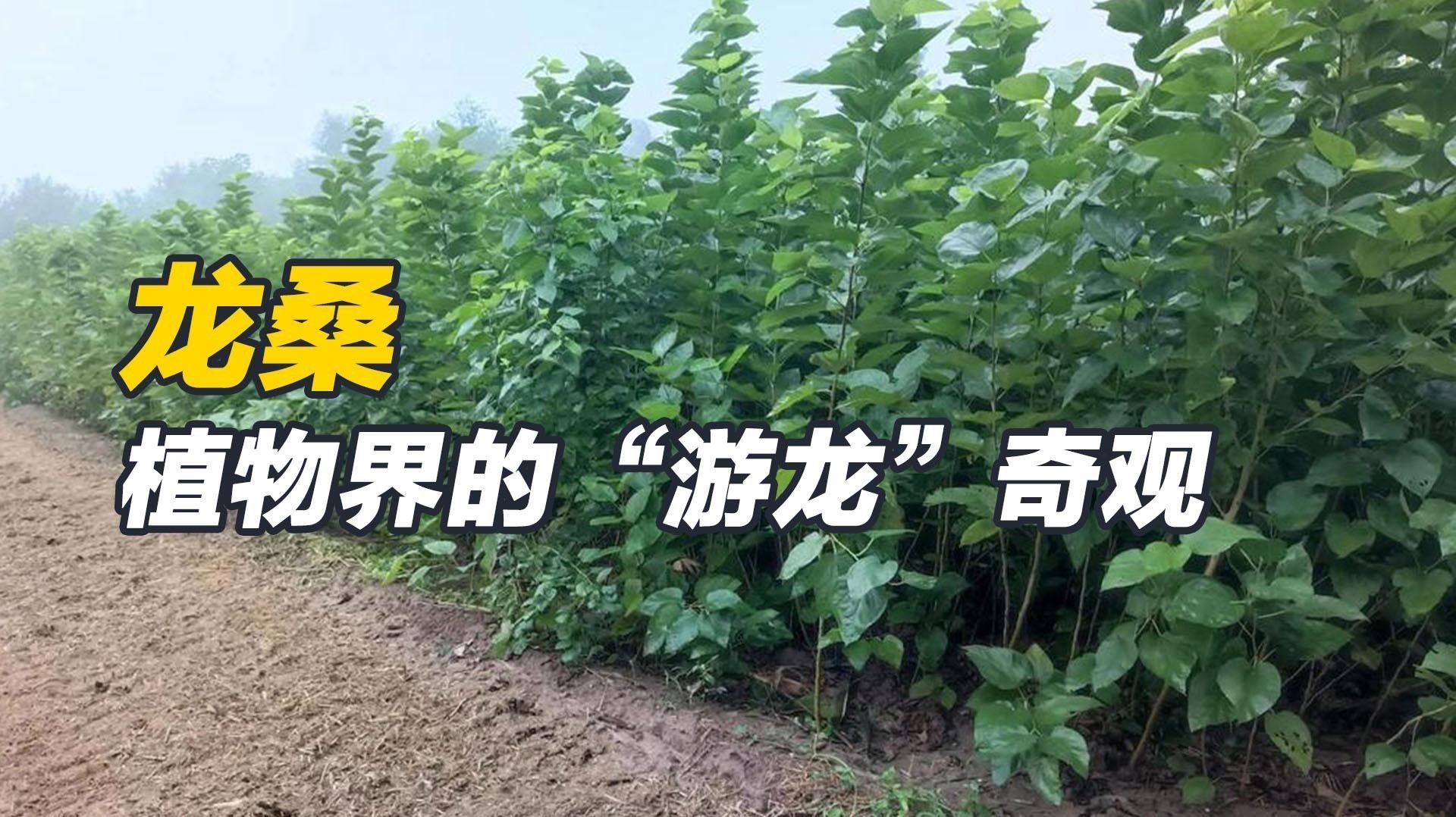 龍桑是誰