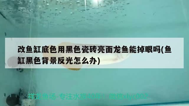 改魚缸底色用黑色瓷磚亮面龍魚能掉眼嗎(魚缸黑色背景反光怎么辦)