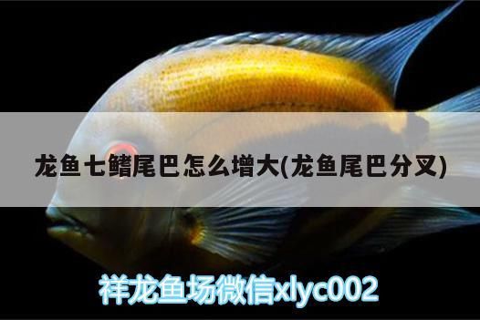 龍魚七鰭尾巴怎么增大(龍魚尾巴分叉)