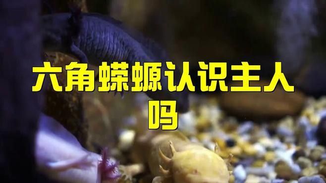 六角恐龍魚多久能認(rèn)主人