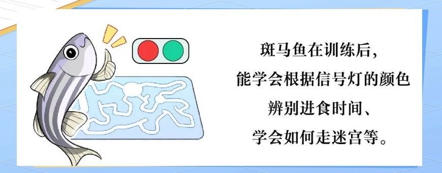 紅龍魚認主后還會不會忘記