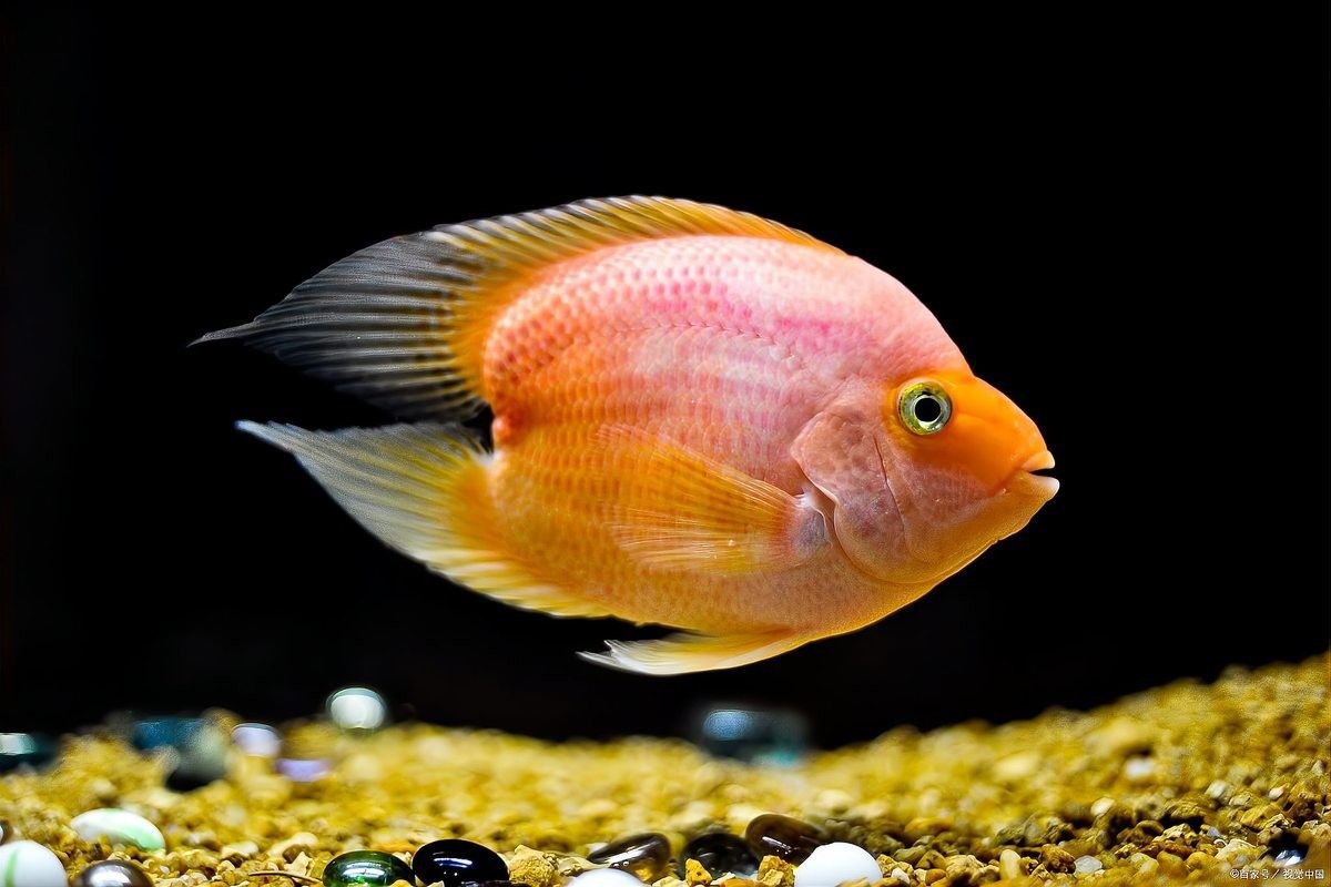 紅龍魚認主后還會不會忘記