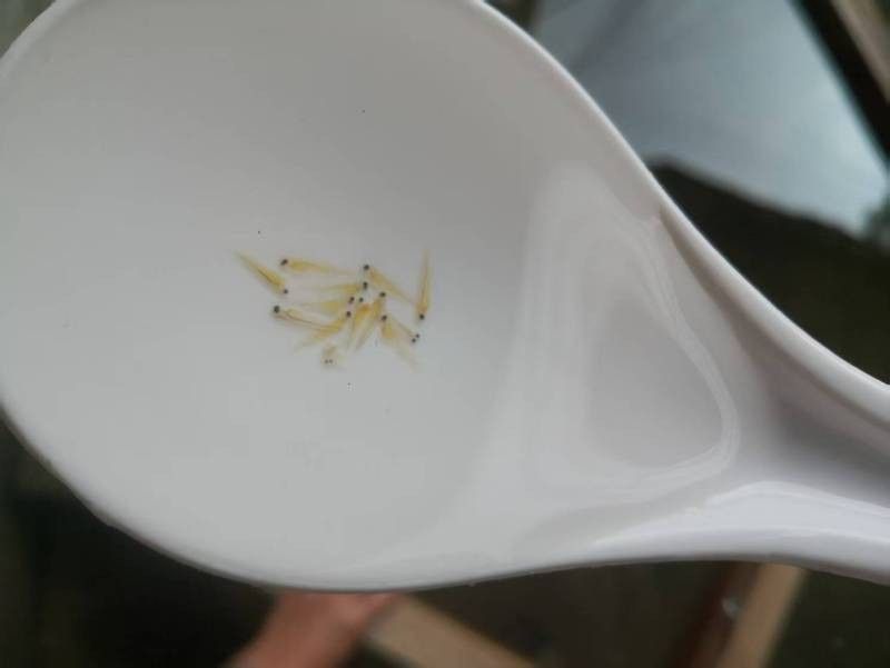 古藺龍魚（古藺龍魚的養(yǎng)殖技術(shù)）