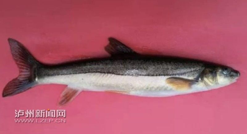 古藺龍魚（古藺龍魚的養(yǎng)殖技術(shù)）