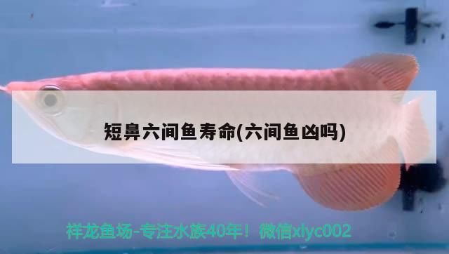 羅漢魚 短鼻六間魚壽命(六間魚兇嗎) 觀賞魚百科 短鼻六間魚壽命(六間魚兇嗎) 短鼻六間魚壽命(六間魚兇嗎) 觀賞魚百科