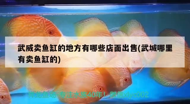 <strong><mark>武威</mark></strong>賣魚缸的地方有哪些店面出售(武城哪里有賣魚缸的)
