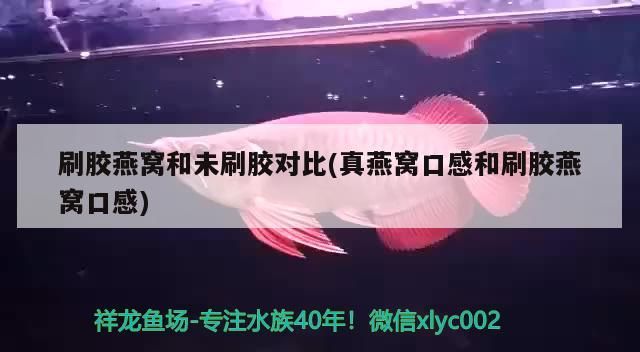 刷膠燕窩和未刷膠對比(真燕窩口感和刷膠燕窩口感)