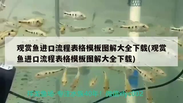 觀賞魚進口流程表格模板圖解大全下載(觀賞魚進口流程表格模板圖解大全下載)