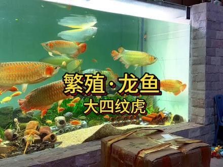 虎紋恐龍魚繁殖需要多大的繁殖缸 虎紋恐龍魚繁殖需要多大的繁殖缸 龍魚百科 第4張