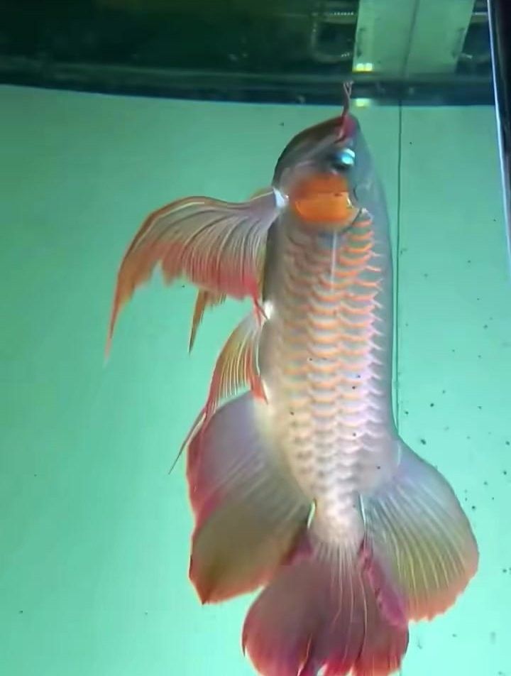 鳳凰龍魚圖片（鳳凰龍魚市場價格是多少鳳凰龍魚的飼養(yǎng)難度如何） 鳳凰龍魚圖片（鳳凰龍魚市場價格是多少鳳凰龍魚的飼養(yǎng)難度如何） 觀賞魚百科 第7張
