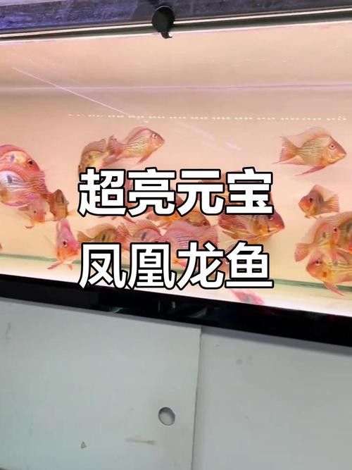 鳳凰龍魚圖片（鳳凰龍魚市場價格是多少鳳凰龍魚的飼養(yǎng)難度如何） 鳳凰龍魚圖片（鳳凰龍魚市場價格是多少鳳凰龍魚的飼養(yǎng)難度如何） 觀賞魚百科 第3張