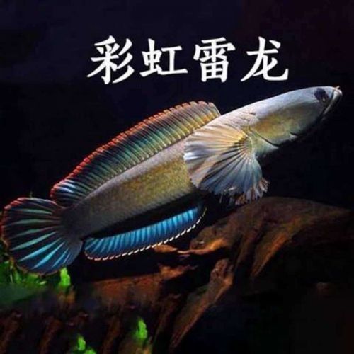 哪些電商平臺有雷龍魚銷售