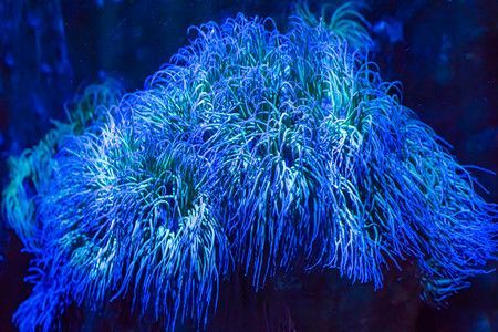 池州彩鰈魚缸專賣店，打造水族藝術的夢幻殿堂（彩鰈魚缸專賣店） 池州彩鰈魚缸專賣店，打造水族藝術的夢幻殿堂（彩鰈魚缸專賣店） 觀賞魚百科 第2張