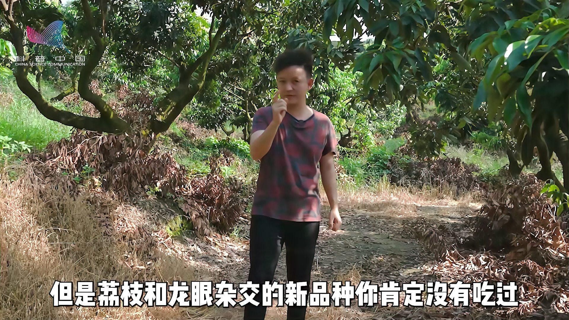 如何區分純血紅龍魚和雜交品種（如何區分純血紅龍魚和雜交品種，紅龍魚和雜交品種的區別）