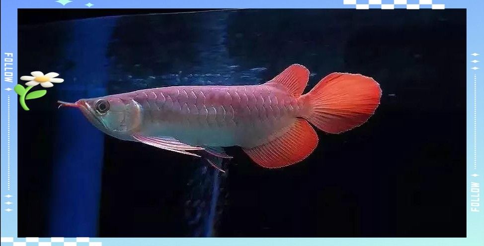 龍魚吃錯東西怎么辦