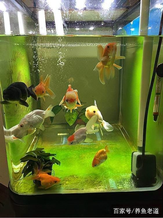 龍魚吃錯東西怎么辦