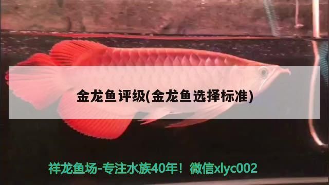 金龍魚評級(金龍魚選擇標準)