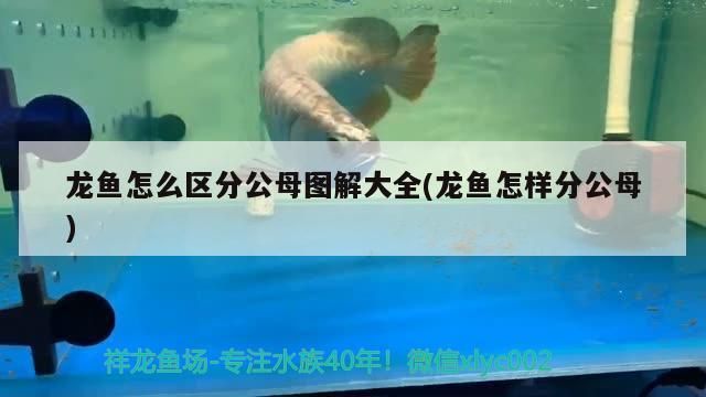 龍魚怎么區(qū)分公母圖解大全(龍魚怎樣分公母)