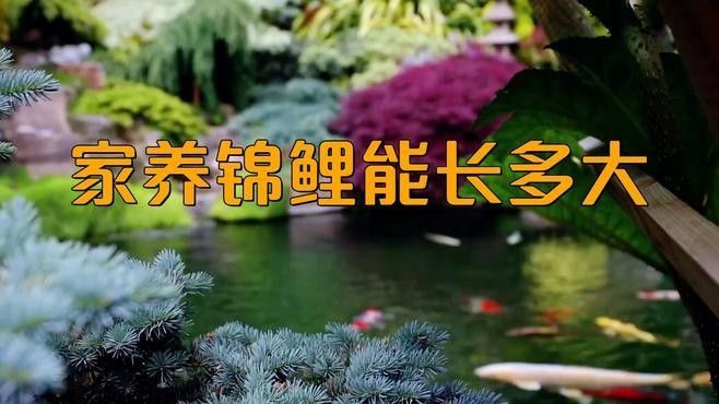 黃金龍鳳錦鯉魚能長(zhǎng)多大（黃金龍鳳錦鯉能長(zhǎng)多大）