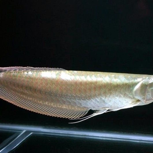 還有哪些魚屬于骨舌魚目（舌魚目成員：常見的骨舌魚目成員：骨舌魚目成員）