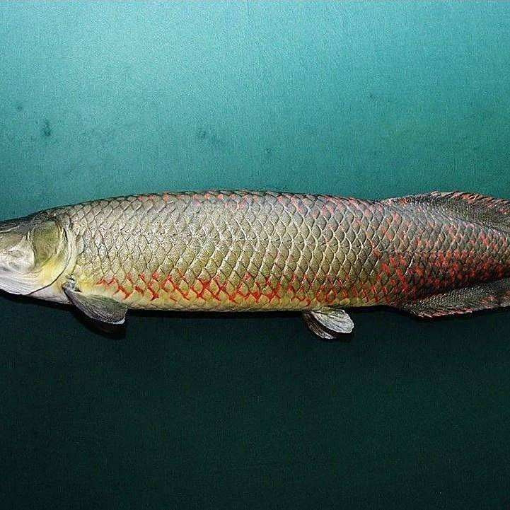 還有哪些魚屬于骨舌魚目（舌魚目成員：常見的骨舌魚目成員：骨舌魚目成員）