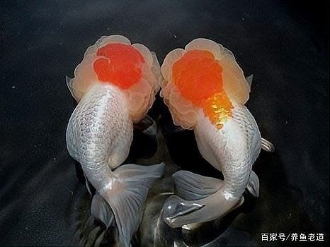 白紫龍魚發色需要多長時間？
