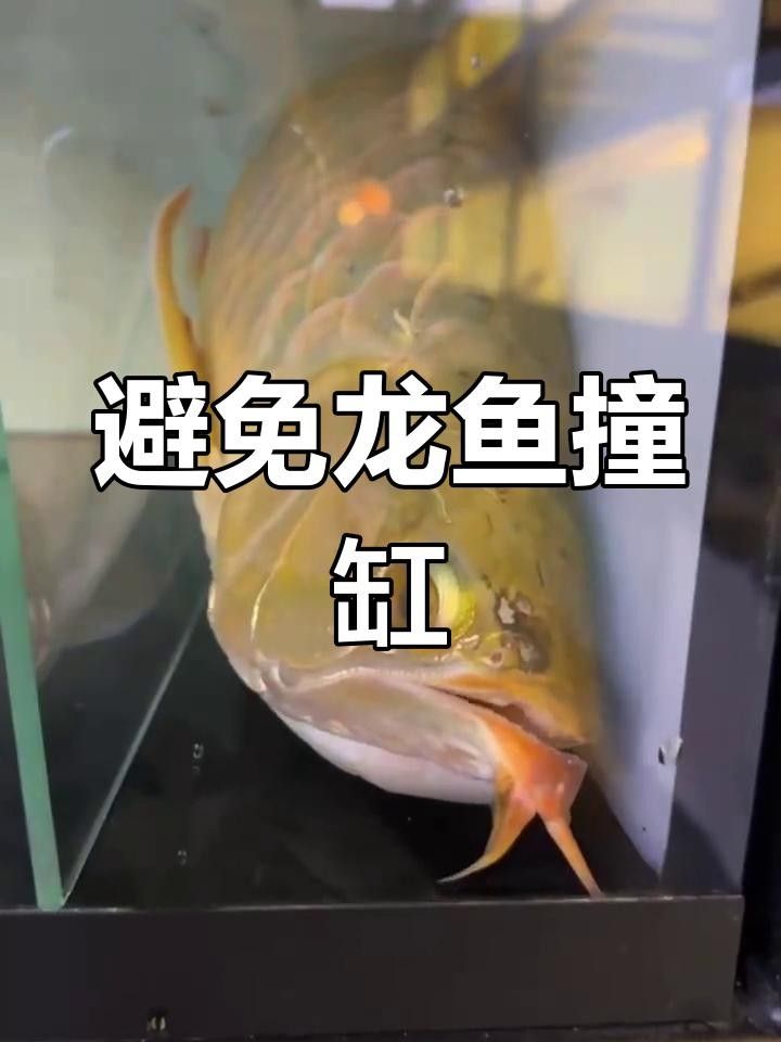 龍魚喂泥鰍好嗎