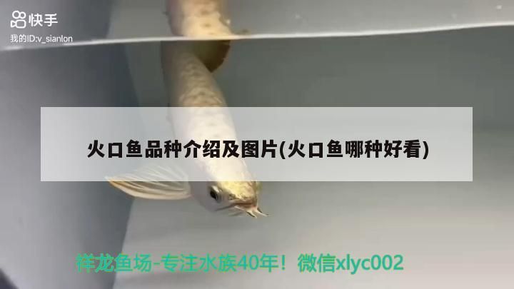 火口魚品種介紹及圖片(火口魚哪種好看)