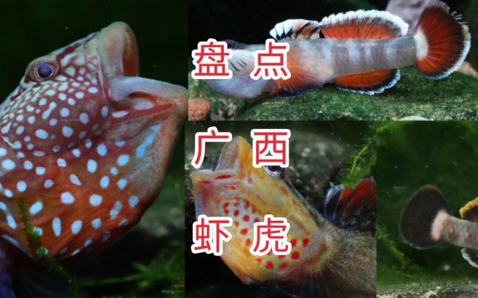 金城江龍江河都有哪些魚 金城江龍江河都有哪些魚 觀賞魚百科 第2張