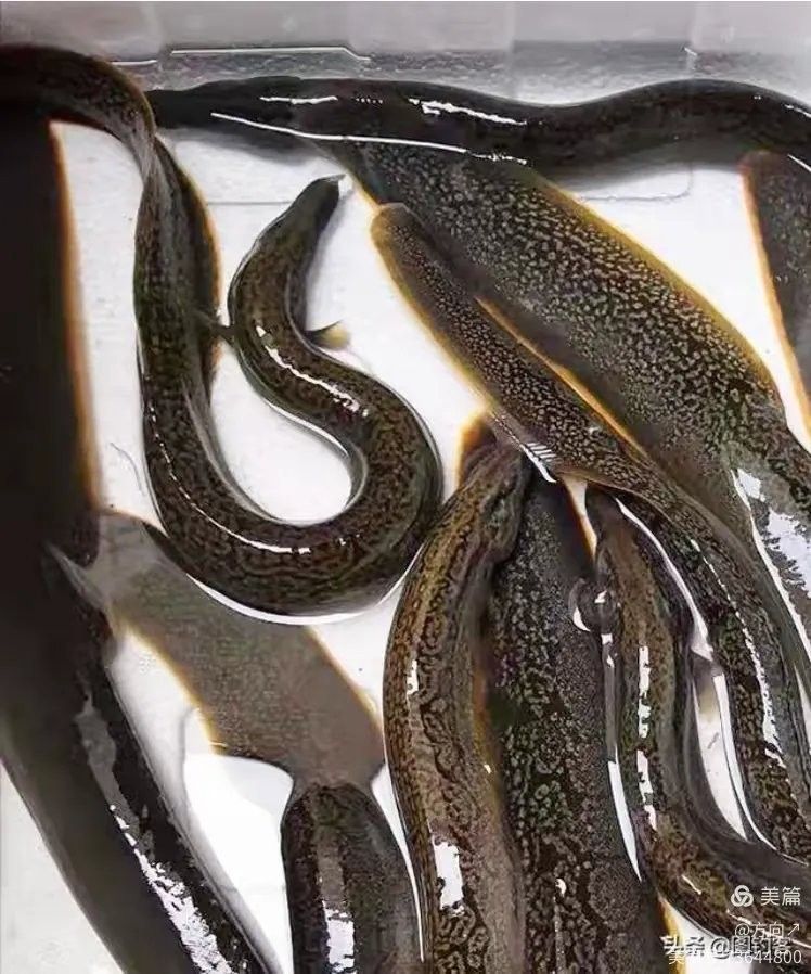 金城江龍江河都有哪些魚 金城江龍江河都有哪些魚 觀賞魚百科 第8張