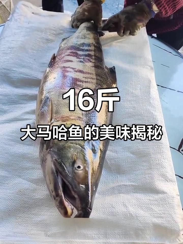 綏芬河野生魚種類 綏芬河野生魚種類 觀賞魚百科 第1張