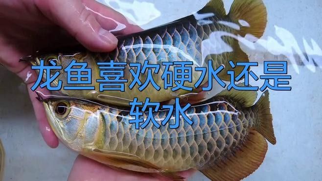如何科學(xué)調(diào)整龍魚(yú)水質(zhì)？