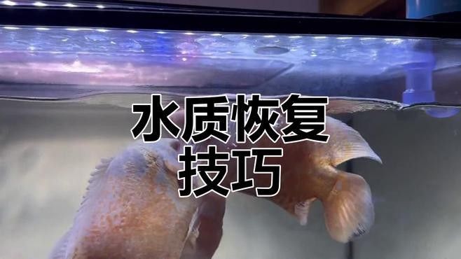 如何科學(xué)調(diào)整龍魚(yú)水質(zhì)？