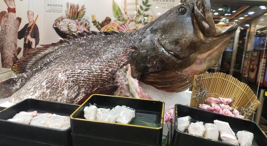 龍屯魚照片（龍屯魚的生態特征及生活習性）